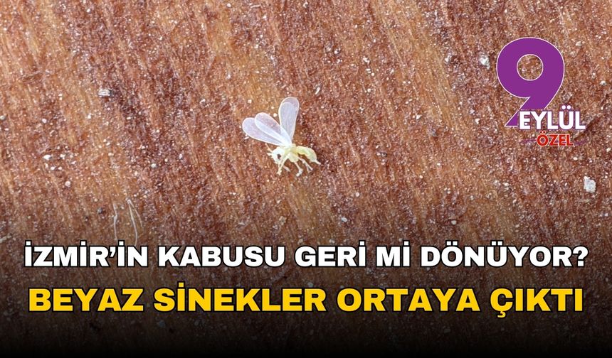 İzmir'in kabusu geri mi dönüyor? Beyaz sinekler ortaya çıktı!