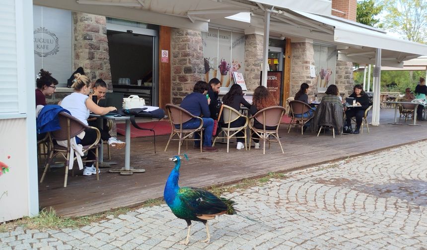İzmir Doğal Yaşam Parkı’nda davranış zenginleştirme atölyesi