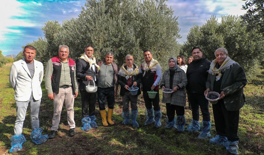 Zeytinin yolculuğu Aliağa’da şenlikle kutlandı