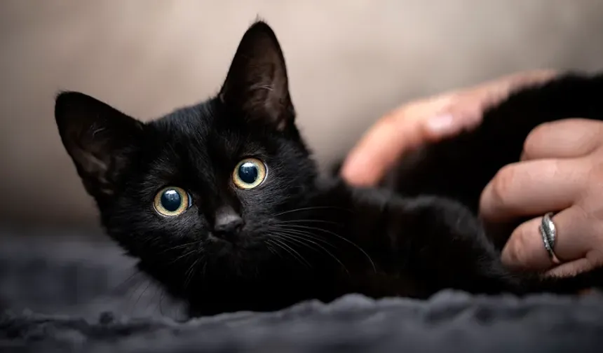 Kara kediler cadılar bayramı döneminde sahiplendirilmeyecek: İspanya'da ilginç önlem