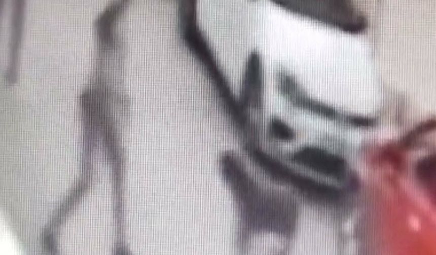 İzmir'de sokak köpeğine kemerli saldırı: Görüntüler infial yarattı, şüpheli gözaltında