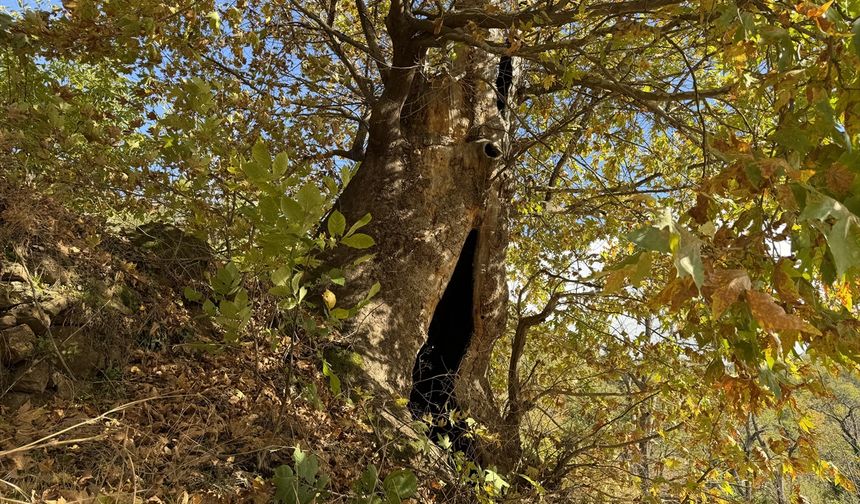 Aydın'da mahalleliden dev çınar ağacı için tescil isteği