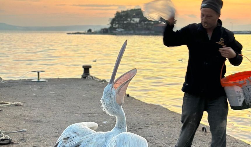 Erdek’te koca gagalı pelikan karaya çıktı: Balıkçıların maskotu oldu