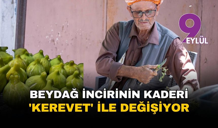 Beydağ incirinin kaderi 'kerevet' ile değişiyor: İBB'den üreticiye 1034 kasalık 'kalite' desteği