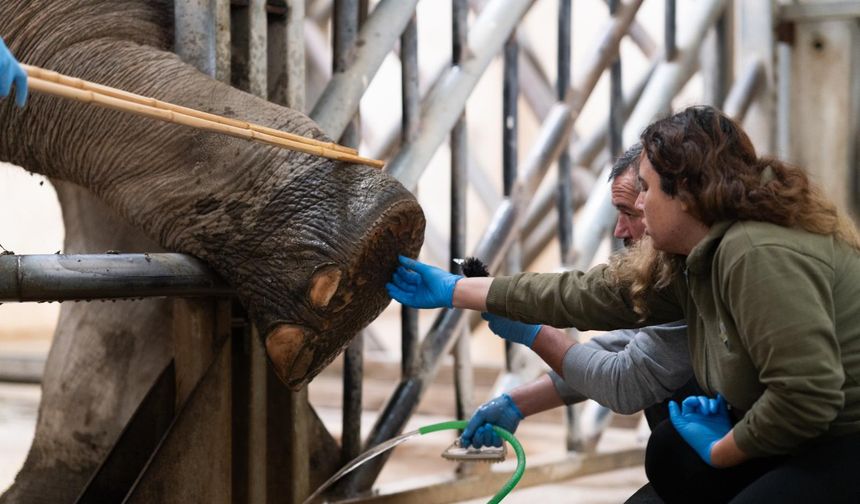 İzmir’in dev sakinlerine hayati dokunuş: Filler için pedikür seansı yaşamla ölüm arasındaki çizgi
