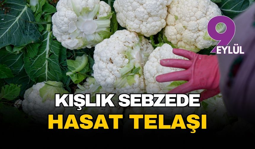 İzmir’in kışlık sebze tarlalarında hasat mesaisi: “Bu yıl verim yüz güldürüyor”