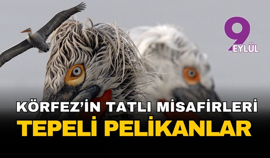 Gediz Deltası’nda kış mesaisi: Tepeli pelikanlar İzmir kıyılarına indi