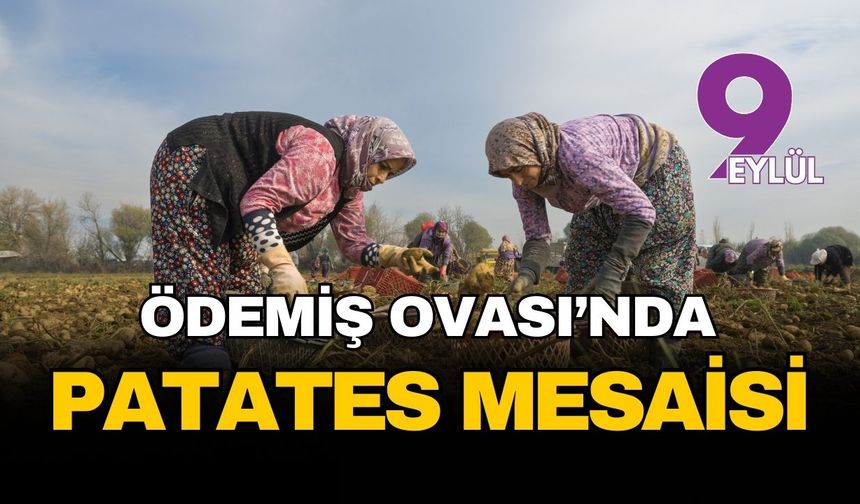 Ödemiş Ovası’nda sarı altın mesaisi: Atalık tohumlar toprakla buluşup sofralara bereket taşıyor