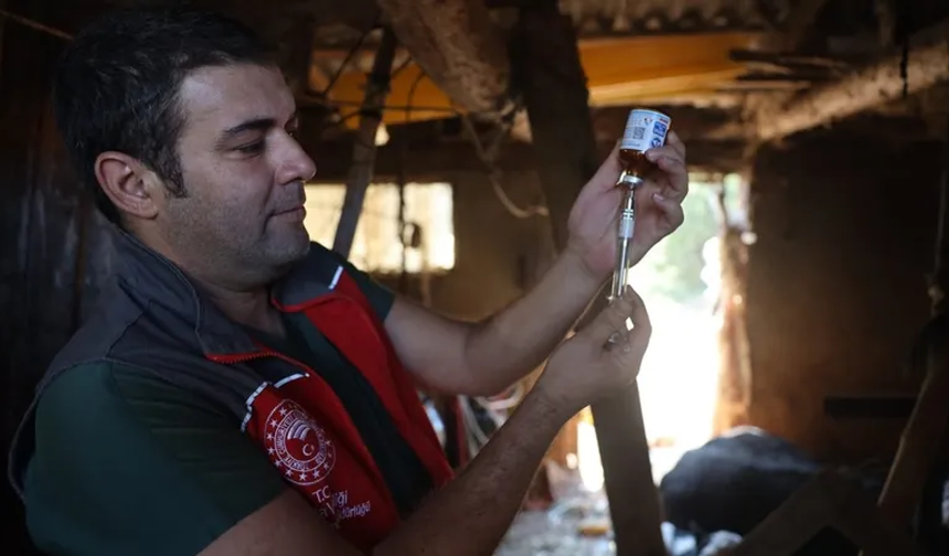 Şap alarmı: Milas’ta 11 mahalle karantinaya alındı