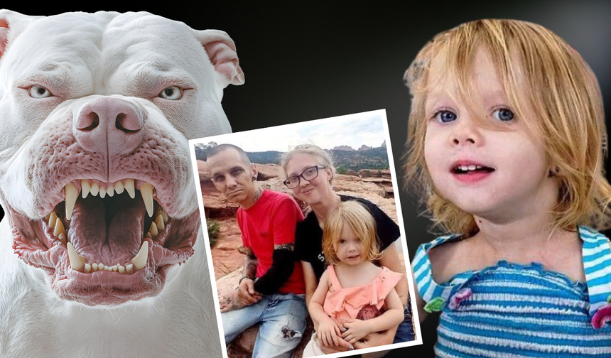 Bir pitbull faciası daha: 2 yaşındaki bebek hayatını kaybetti, ebeveynler cinayetle yargılanacak
