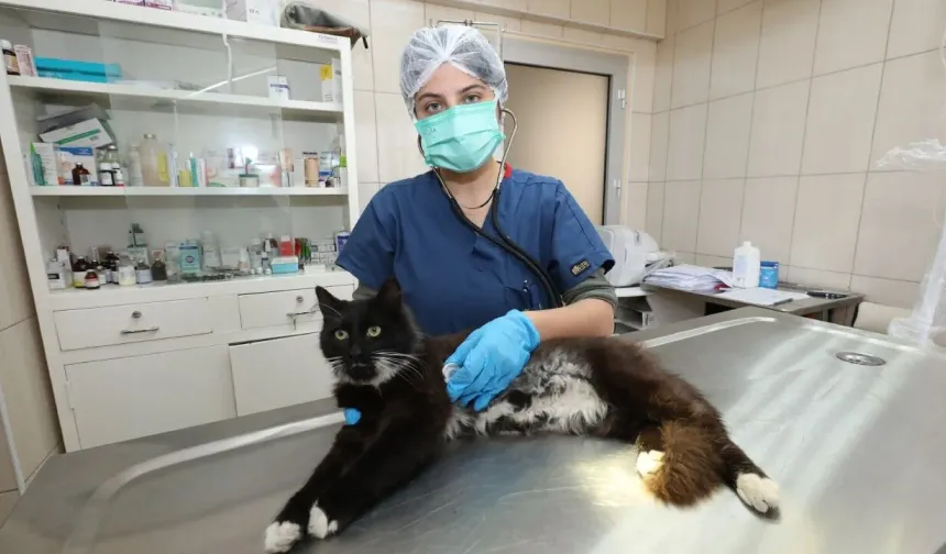 Gaziemir’de can dostlara umut seferberliği: Binlerce sokak hayvanı şifa ve yuva buldu