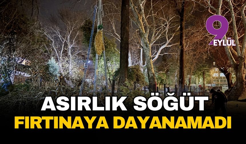 Bornova’da fırtına kabusu: Asırlık söğüt ağacı otomobil ve düğün salonunu biçti