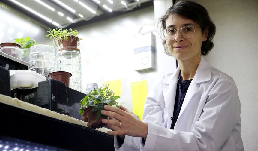 Türk bilim insanlarından tarihi başarı: Ay ve Mars toprağında domates hasadı