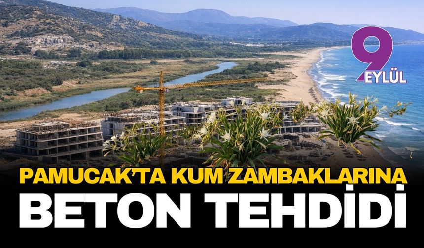 Selçuk Pamucak'ta kum zambaklarına beton tehdidi