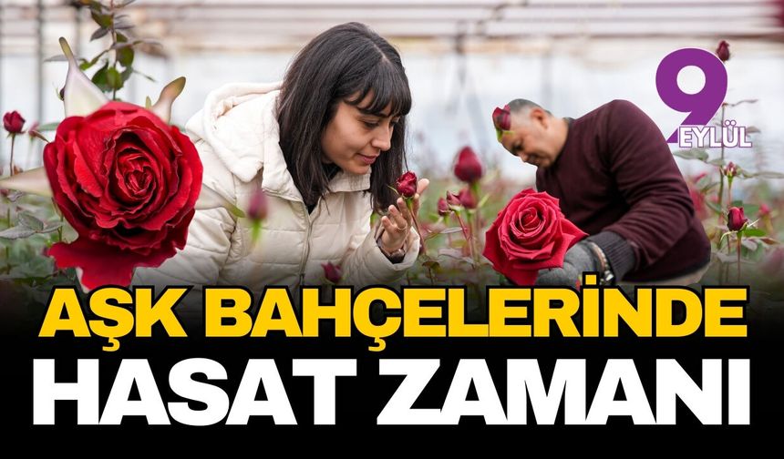 Aşkın bahçelerinde hasat zamanı: Milyonlarca kırmızı gül 14 Şubat için yola çıkıyor