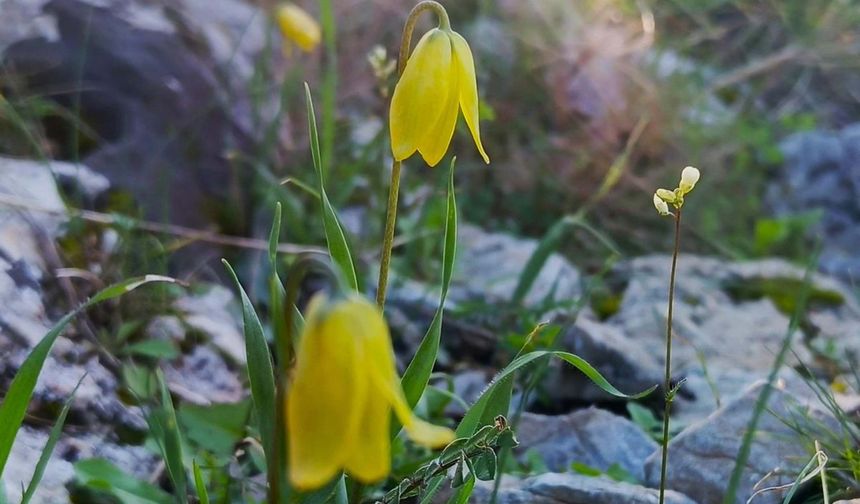 'Ağlayan gelinler' çiçek açmaya başladı