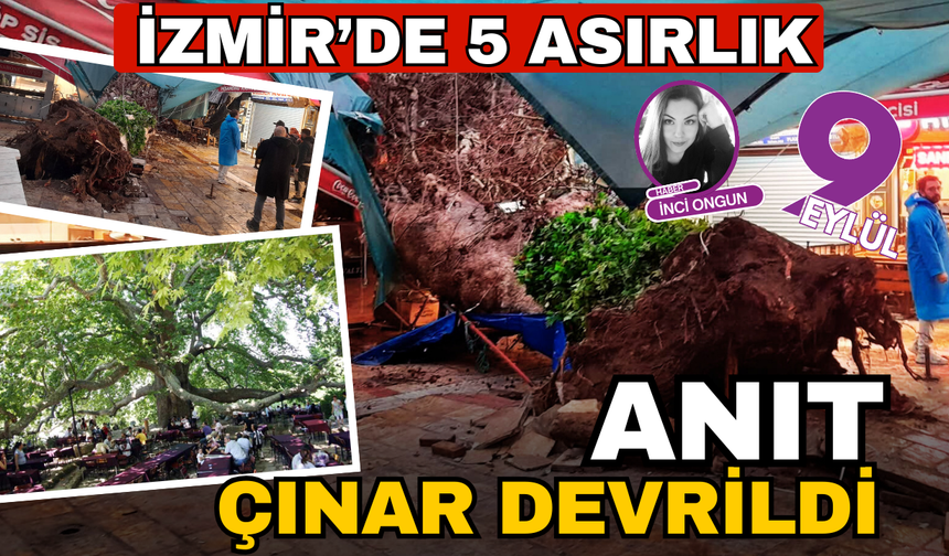 İzmir'de 5 asırlık çınar ağacı devrildi