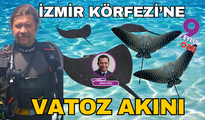 İzmir Körfezi'ne vatoz akını