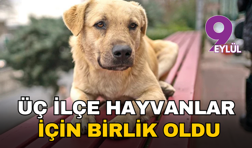 İzmir'in üç büyük ilçesinden sahipsiz canlar için dev ortak yaşam alanı hamlesi