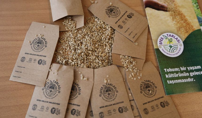 Efes Selçuk'un ata tohumları Türkiye'nin dört bir yanında toprakla buluşuyor