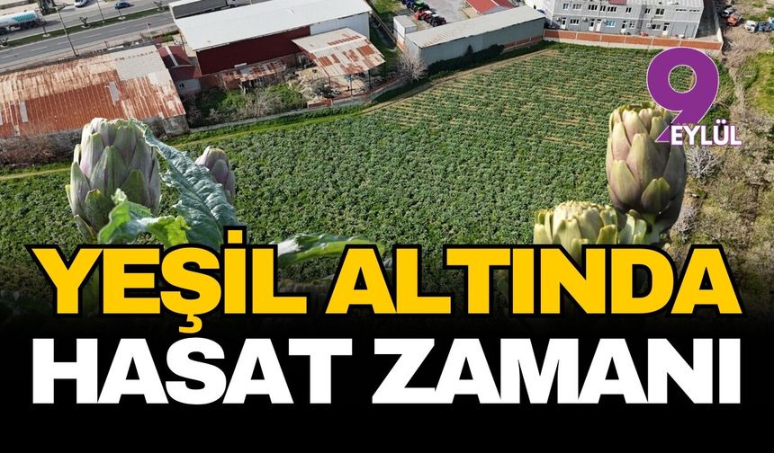 Menemen ovasında bahar bereketi: Şifalı enginar hasadı hız kazandı
