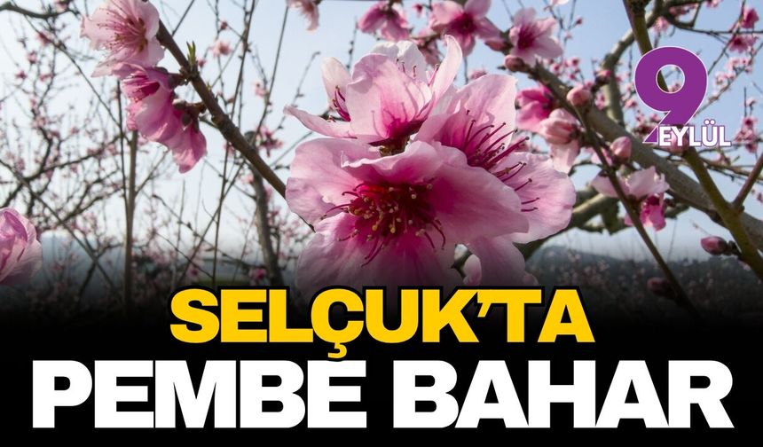 Selçuk'ta pembe bahar: Şeftali bahçeleri görsel şölene dönüştü