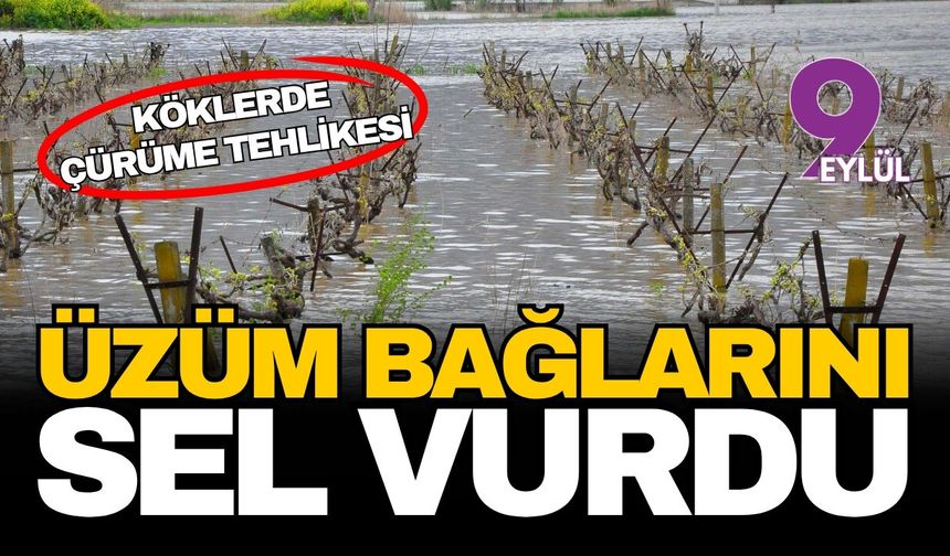 Gediz Nehri taştı, Manisa bağlarını su bastı: Kök çürümesi ve hastalık riski kapıda!