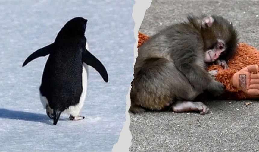 Nihilist Penguen misin, Yoksa Punch mı?