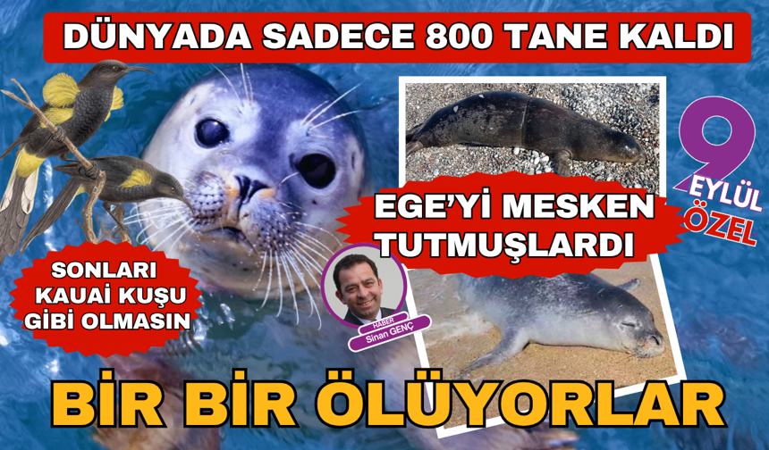 Nesli tükenmekte olan Akdeniz foklarının ölümleri endişe yaratıyor
