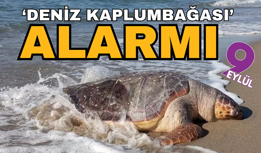 Ege'de ‘Deniz Kaplumbağası’ alarmı