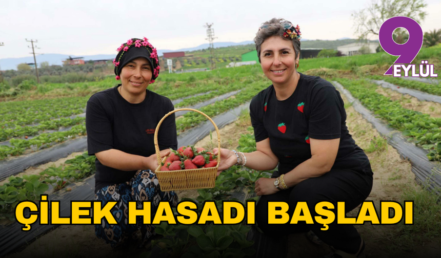 İzmir'de organik çilek hasadı başladı