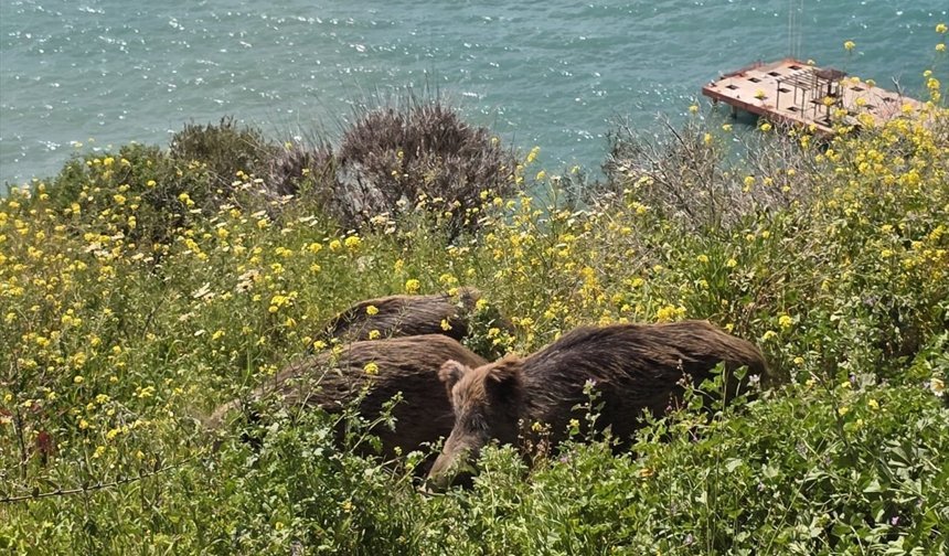 Kuşadası’nda yaban domuzları sokağa indi: Yanlış besleme doğal dengeyi bozuyor