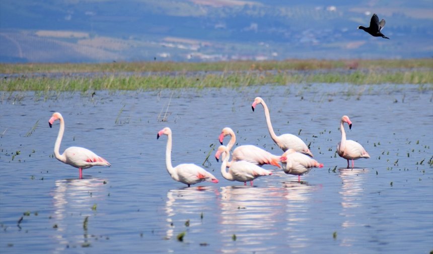 Marmara Gölü yeniden nefes alıyor: Allı turnalar evine döndü