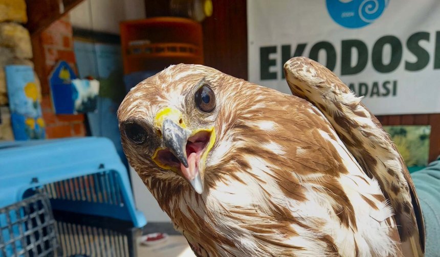 Yaralı şahin özgürlüğe kanat açtı
