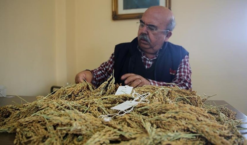 Çeltiğin babasından kuraklığa ve hastalıklara dayanıklı üç yeni tür