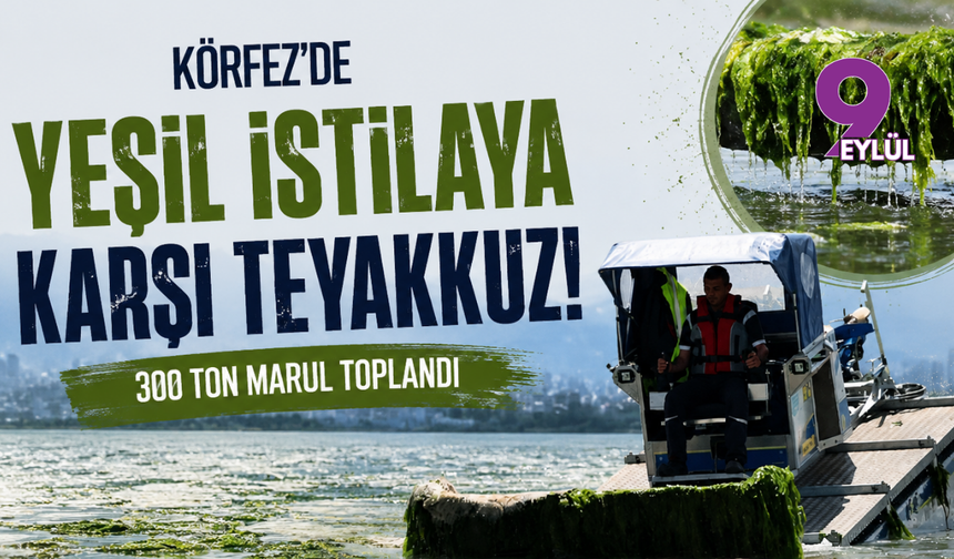 Körfez'de Yeşil İstilaya Karşı Teyakkuz: 300 Ton Marul Toplandı