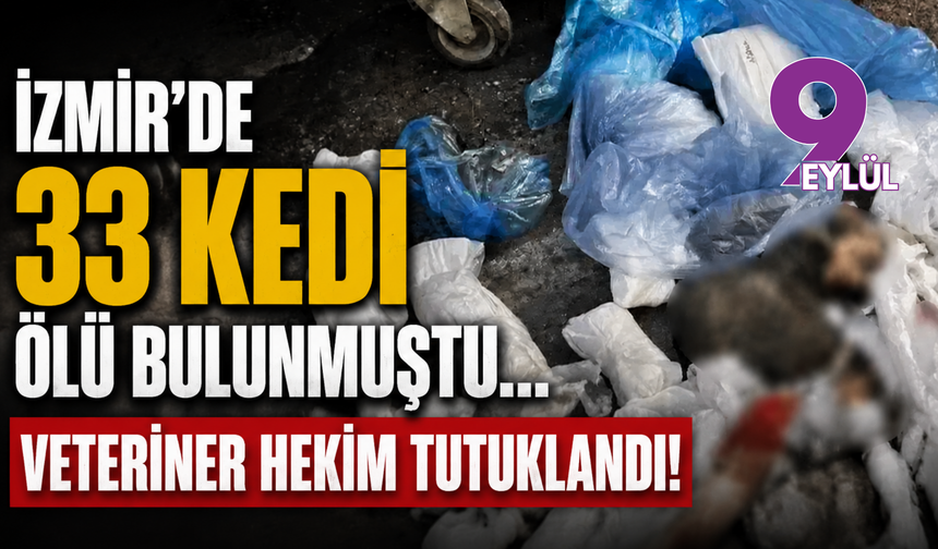 İzmir'de 33 kedi ölü bulunmuştu: Soruşturma sonucu veteriner tutuklandı