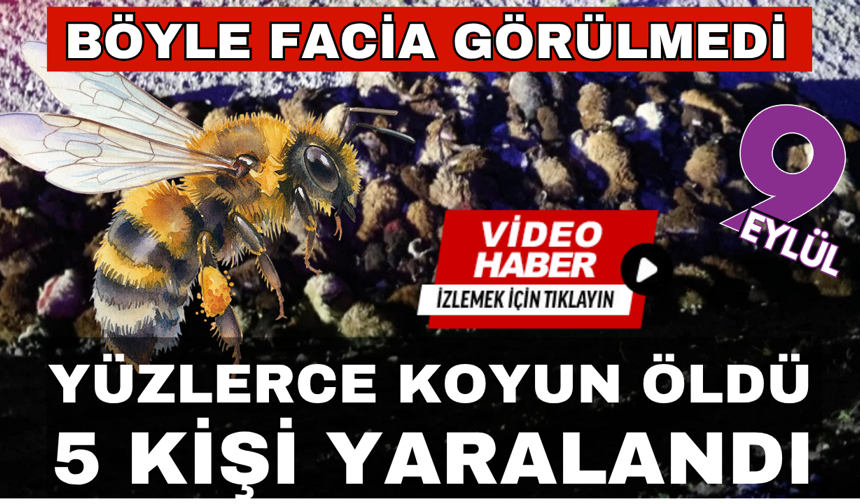 Arı faciası; 400 küçükbaş hayvan öldü