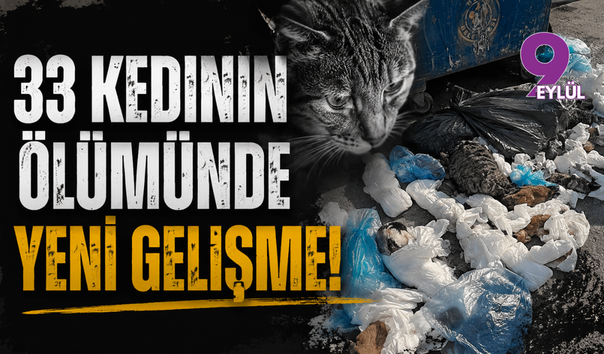 İzmir'de 33 Kedinin Ölümü: Gözaltına Alınan Veteriner Adliyeye Sevk Edildi