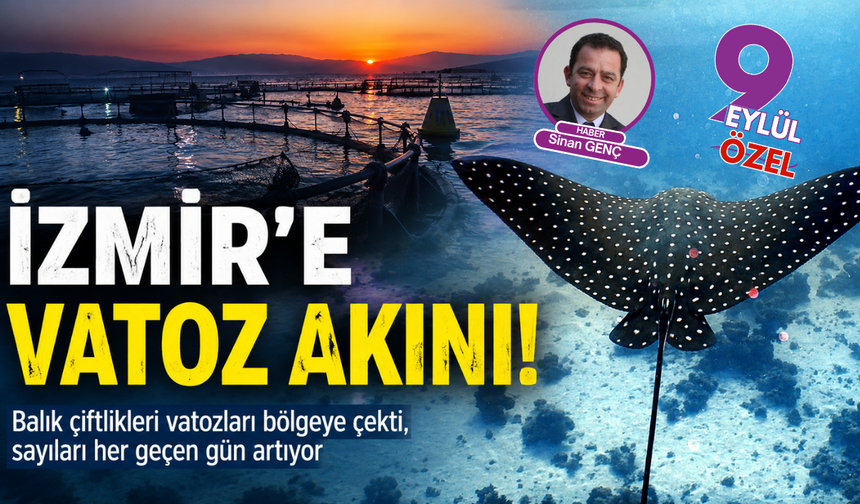 Çeşme açıklarında vatoz hareketliliği: Balık çiftlikleri deniz yaşamını dönüştürüyor