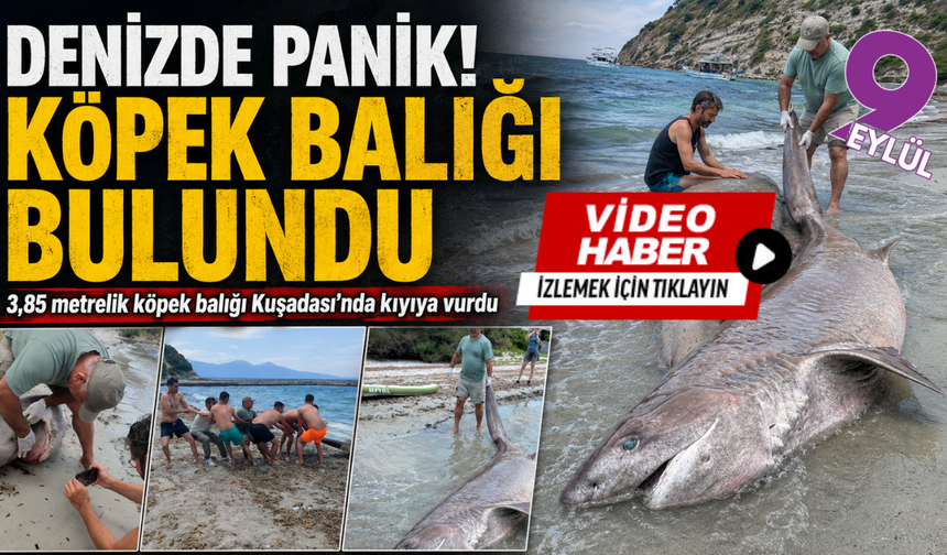 Kuşadası'nda ölü köpek balığı bulundu