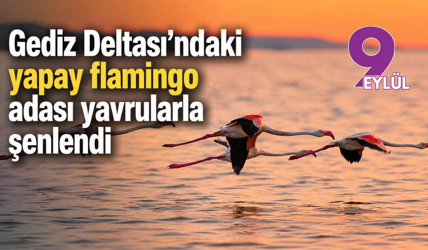 Gediz Deltası'ndaki yapay flamingo adası yavrularla şenlendi