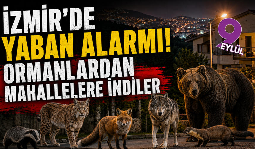 İzmir'de yaban alarmı! Ormanlardan mahallelere indiler
