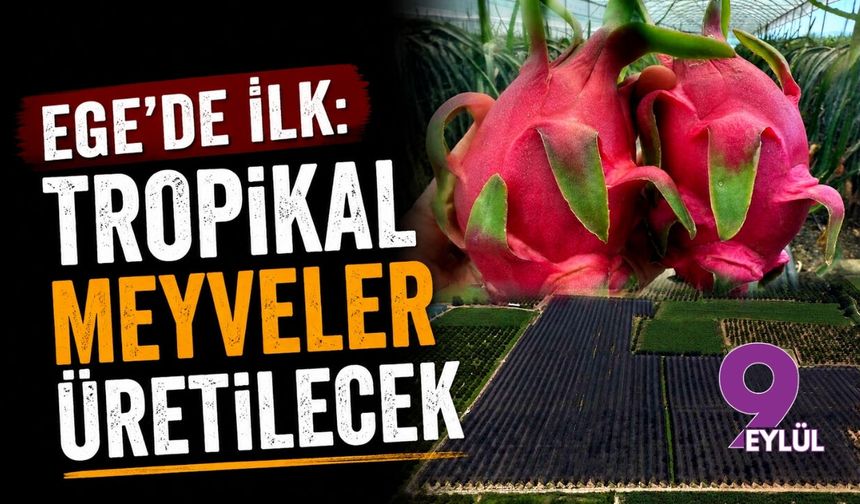 Ege'de ilk: Tropikal meyveler üretilecek