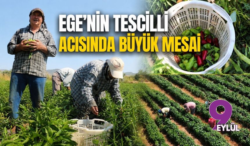 Ege’nin tescilli acısında büyük mesai