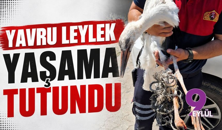 Yavru leylek yaşama tutundu