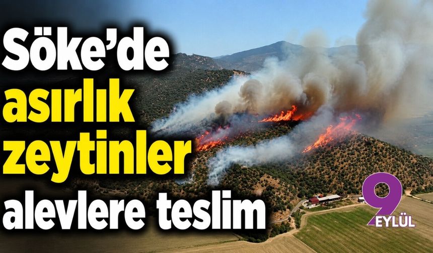 Söke’de asırlık zeytinler alev alev yanıyor!