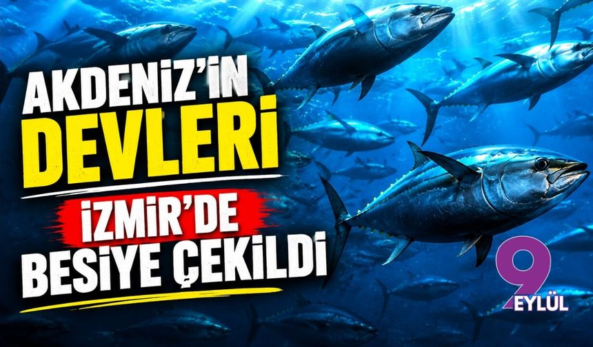 Akdeniz’in devleri İzmir’de besiye çekildi