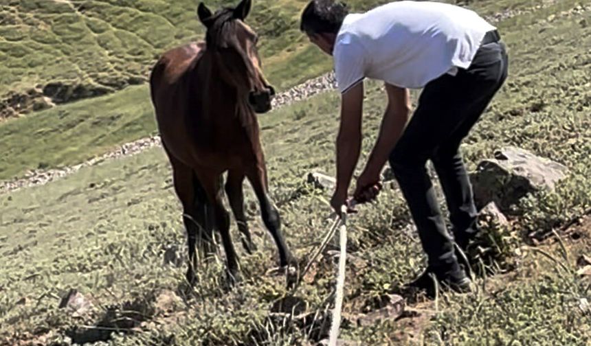 Atların özgürlüğünü çalmak istediler