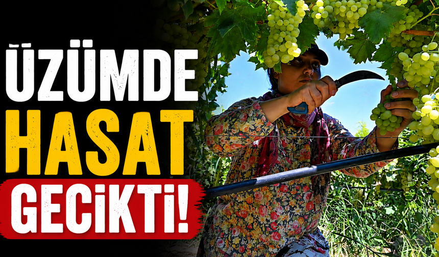 Üzümde hasat gecikti!